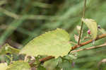 Virginia saltmarsh mallow